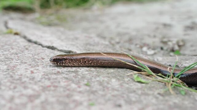 Slowworms crawl and show tongue, close-up