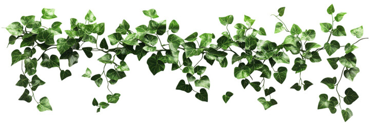 Decorative leafy vine border isolated on transparent background, suitable for floral-themed projects, digital wallpapers, and print designs