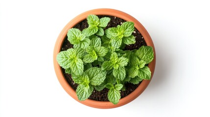 A terracotta pot containing vibrant green mint plants against a white background, depicting healthy home-grown herbs used for culinary or aromatic purposes.