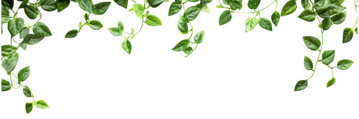 Obraz premium Decorative green vine with light leaves isolated on transparent background, suitable for nature-themed digital artwork and botanical designs