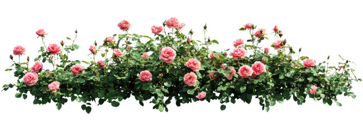 Lush pink rose bushes isolated on transparent background, perfect for romantic-themed projects, digital illustrations, and decorative designs