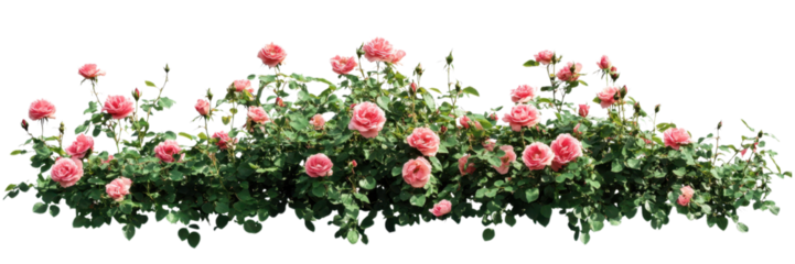 Lush pink rose bushes isolated on transparent background, perfect for romantic-themed projects, digital illustrations, and decorative designs