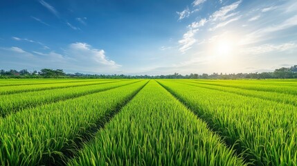 A lush rice paddy field with neat, green rows stretching into the horizon, under a bright, sunny sky, showcasing the vibrant growth and beauty of the countryside