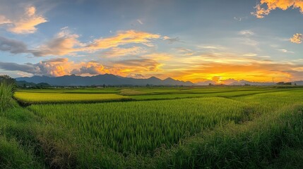 Obraz premium A panoramic morning shot of green rice fields and distant mountains in Nan province, Thailand, with a soft glow of sunrise and a few clouds scattered in the sky