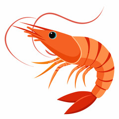 shrimp, vector illustration  sea creature 