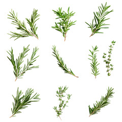 A collection of rosemary twigs and green leaves, perfect for garnishing and adding aromatic flavor to food..