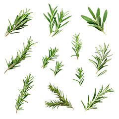 A collection of rosemary twigs and green leaves, perfect for garnishing and adding aromatic flavor to food..