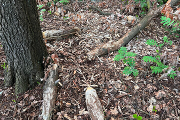 Beaver-gnawed tree trunk in woodland