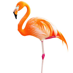 Graceful Flamingo Isolated on Transparent Background, Perfect for Wildlife Themes and Decorative Artworks