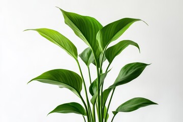 Fototapeta premium A lush green plant with large, wavy leaves against a white background.