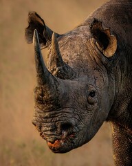 A close-up of a rhino with a curious expression, gazing directly at the camera