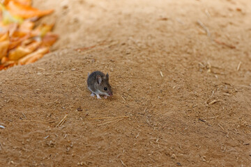 Mouse. The deer mouse is a rodent native to North America