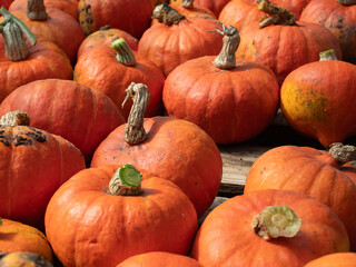 Freshly harvested rustic pumpkins with natural imperfections