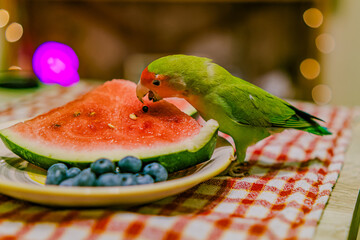 Cute lovebird parrot.pet african parrot.caring for animals.cute video.Funny parrots.Home pet parrot.The best birds.Beautiful photo of a bird.Ornithology.caring for the animal.bird pet.funny photo.
