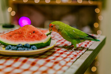 Cute lovebird parrot.pet african parrot.caring for animals.cute video.Funny parrots.Home pet parrot.The best birds.Beautiful photo of a bird.Ornithology.caring for the animal.bird pet.funny photo.  © Daria