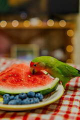 Cute lovebird parrot.pet african parrot.caring for animals.cute video.Funny parrots.Home pet parrot.The best birds.Beautiful photo of a bird.Ornithology.caring for the animal.bird pet.funny photo.  © Daria