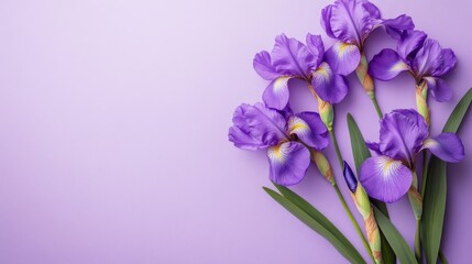 Purple Irises on Pastel Background, Elegant Floral Arrangement with Soft Lavender Tones
