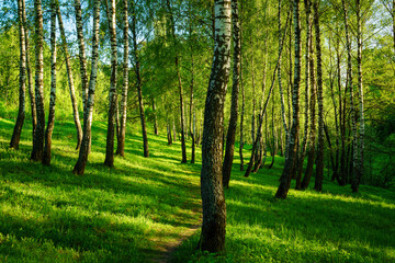 Obraz premium Grove of birches with young green leaves at sunset or sunrise in spring or summer.