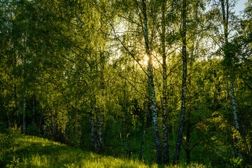 Grove of birches with young green leaves at sunset or sunrise in spring or summer.