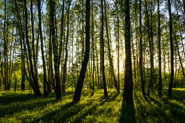 Grove of birches with young green leaves at sunset or sunrise in spring or summer.
