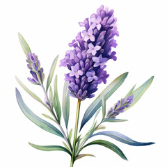 Obraz premium lavender bouquet watercolor clipart illustration isolated on white background