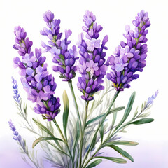 Fototapeta premium lavender bouquet watercolor clipart illustration isolated on white background