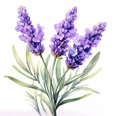 Naklejka premium lavender bouquet watercolor clipart illustration isolated on white background