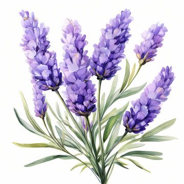 recommend clip art: lavender bouquet watercolor clipart illustration isolated on white background
