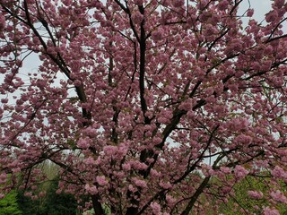 pink cherry blossom in spring
