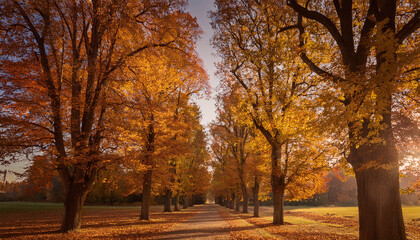 Fototapeta premium 紅葉した並木道