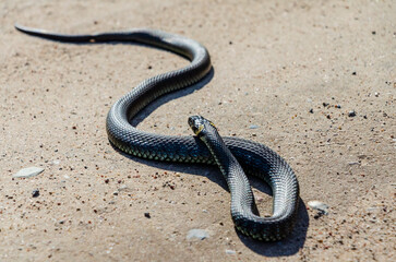 Calm yellow-cheeked snake(Natrix natrix), sometimes called the grass snake slithering across a sunlit sandy path, captured from a low angle perspective in a rural area, horizontal