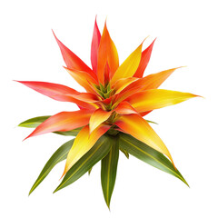 Bromeliad flower isolated on transparent background, suitable for tropical-themed digital art, botanical illustrations, and exotic decor