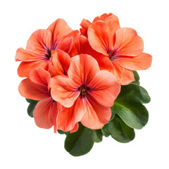 Red geranium flowers isolated on transparent background, suitable for floral-themed digital designs, botanical illustrations, and garden decor