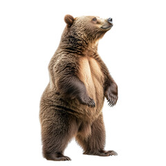 Fototapeta premium Bear isolated on a white background as transparent PNG
