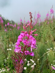 flowers in the garden
