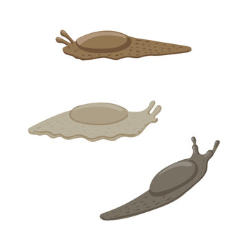 vector drawing slugs isolated at white background, garden pest, hand drawn illustration