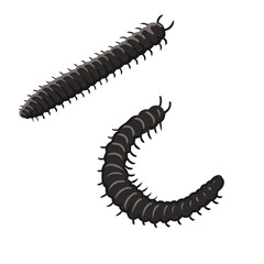 vector drawing julidas, millipedes isolated at white background, garden pest, hand drawn illustration