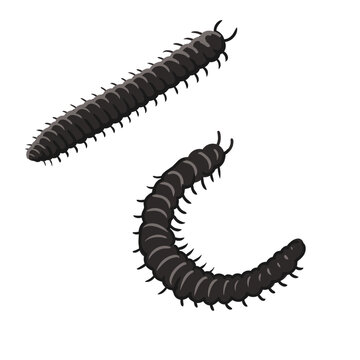 vector drawing julidas, millipedes isolated at white background, garden pest, hand drawn illustration