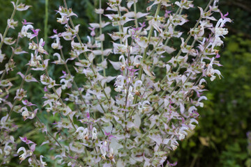 Stem of blooming clary sage on a dark blurred background