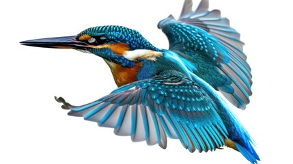 Naklejka premium Kingfisher fly full body isolate on transparency background PNG