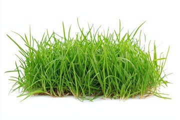 A patch of vibrant green grass on a white background, showcasing natural beauty.