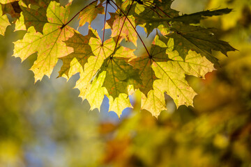 Bright autumn leaves close-up, autumn landscape.