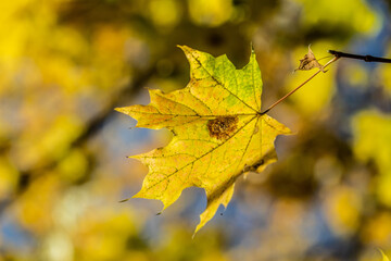 Bright autumn leaves close-up, autumn landscape.