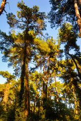 autumn trees in the park