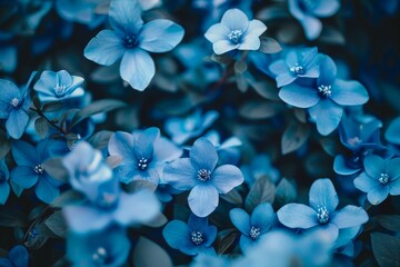 Blue flowers with varying shades surrounded by lush green leaves in a garden, Subtle variations of blue hues in a garden full of blossoms
