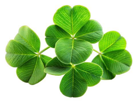 Four green clover leaves with three leaflets each are arranged in a cluster, isolated on a white background