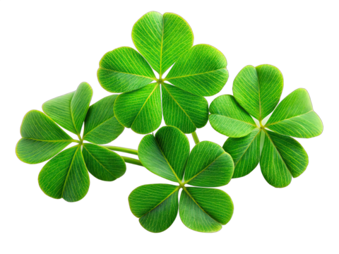 Four green four-leaf clovers with visible veins are arranged together, isolated on a white background