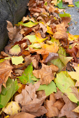 fallen autumn tree leaves accumulated on the edge of the sidewalk of a street