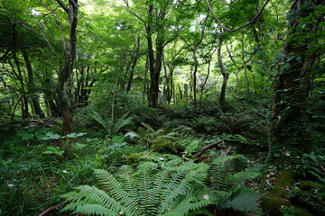 spring primeval forest with ferns and mossy old trees