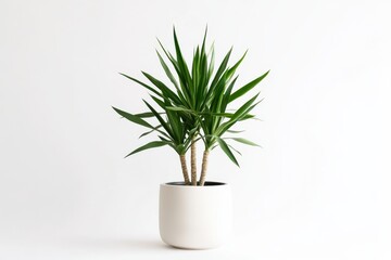 A potted plant with long green leaves in a minimalist white pot against a plain background.